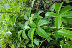 Cyphostemma auriculatum